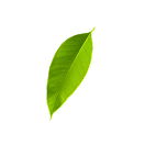 Leaf Bottom Left