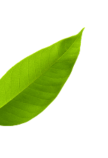 Leaf Top Left