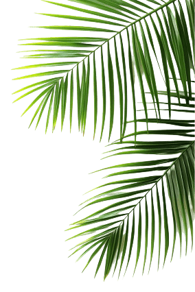 Palm Tree Frame Left