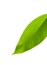 Leaf Bottom Right