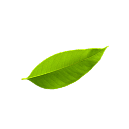 Leaf Top Right